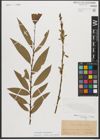 Foto von Salix triandra L. x Salix viminalis L.